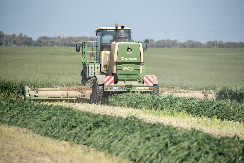 wheat harvest
