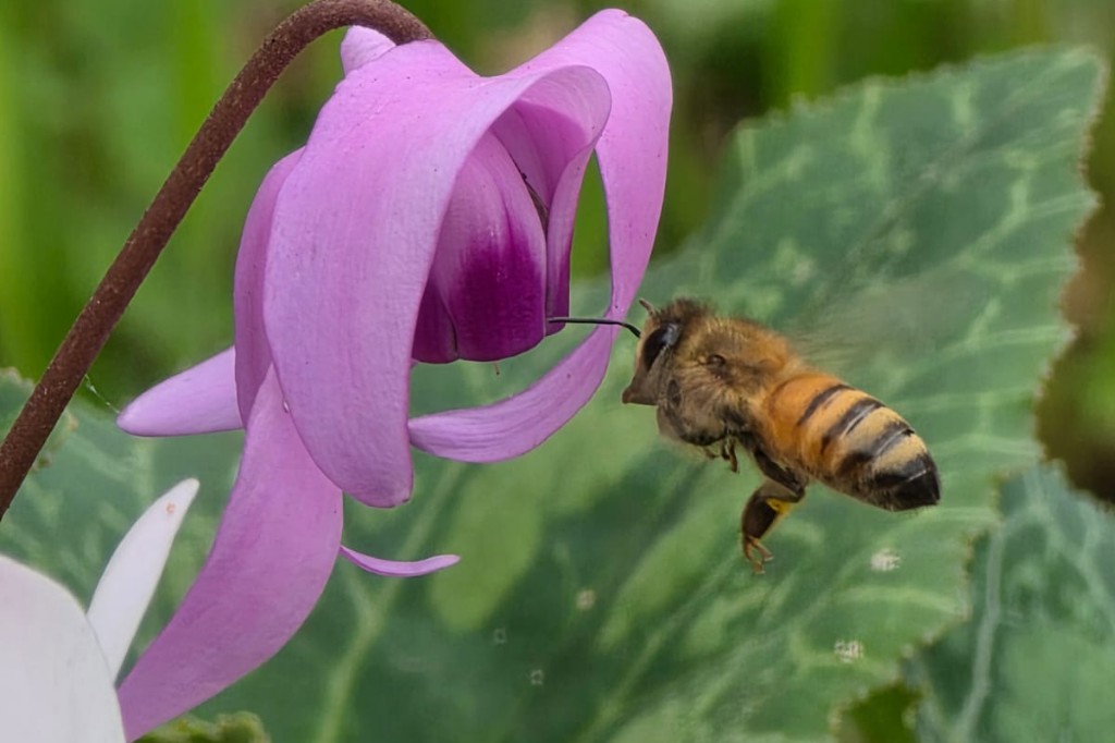 bee