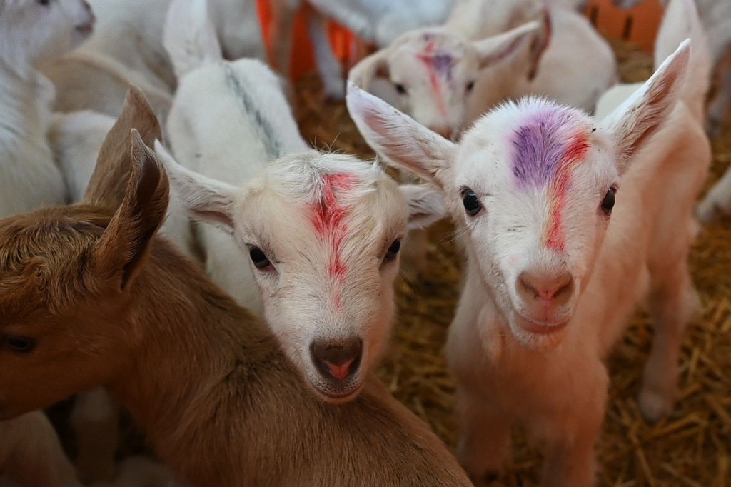 baby goats