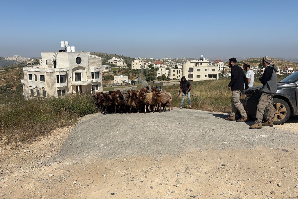 sheep