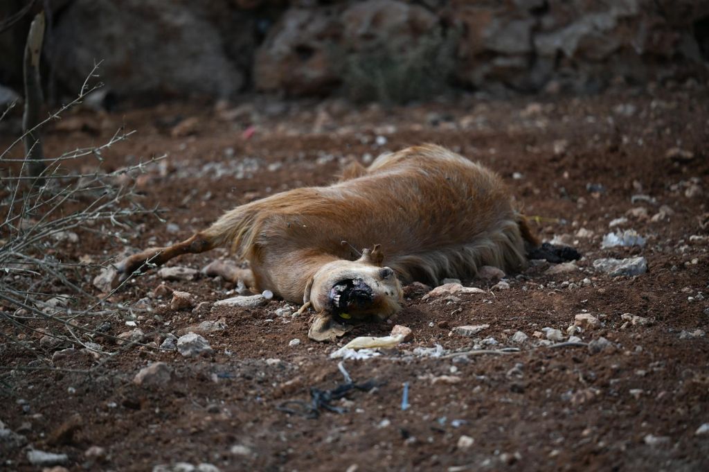goat carcass