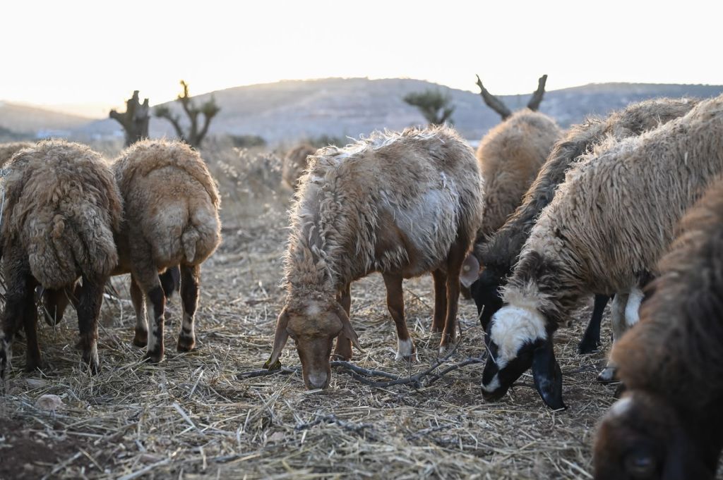 sheep