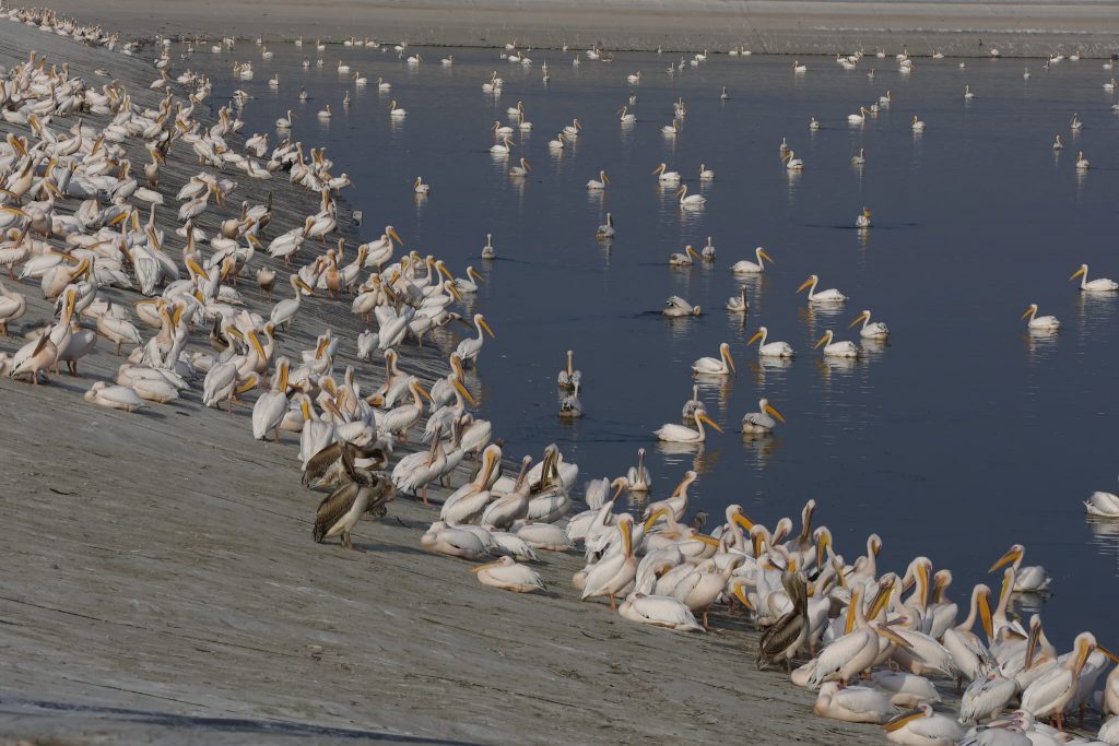 Hula Valley bird migration