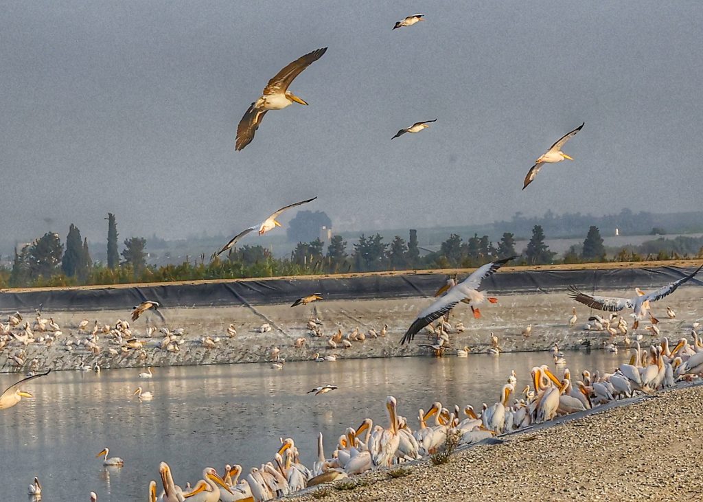 Hula Valley bird migration