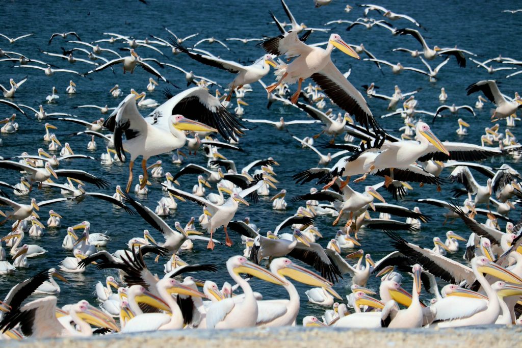 Hula Valley bird migration