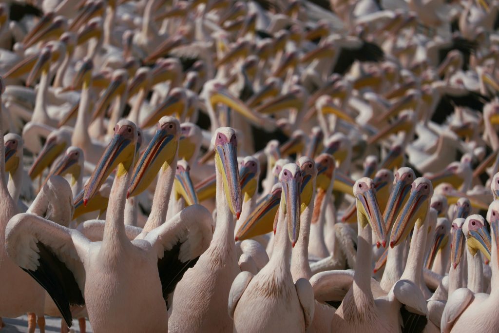 Hula Valley bird migration