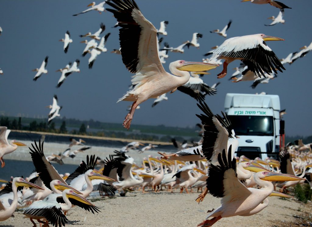 Hula Valley bird migration