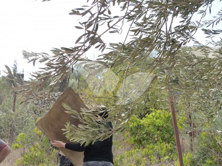 Arabs Harvesting Olives In Hebron, 25.10.15