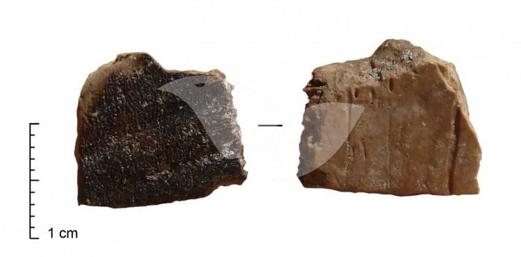 Tortoise Remains Found in Qesem Cave 2.2.16