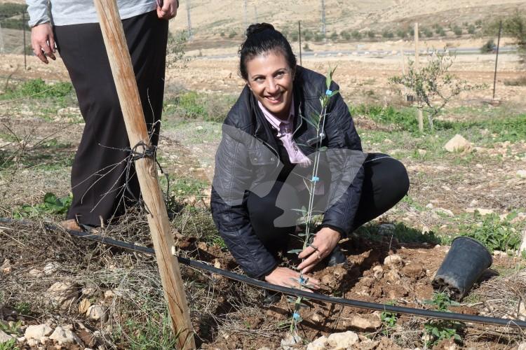 MK Nurit Koren (Likud) Planting an Olive Tree