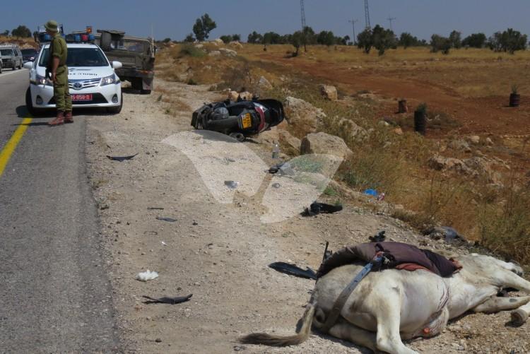 Scene of Accident Between Motorcyclist and Palestinian Riding a Donkey on Alon Road 10.8.16
