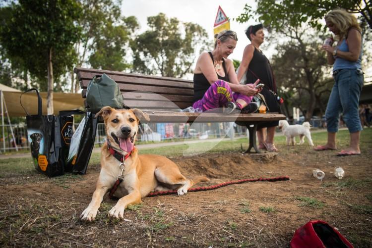 Dog Day Festival in Tel Aviv 26.8.16