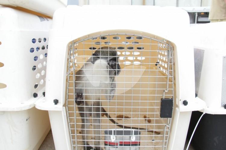 Animals Brought In From Gaza to Israel