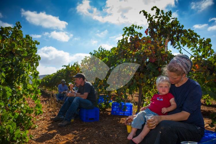 HaYovel Volunteers Take a Break in the Vineyard