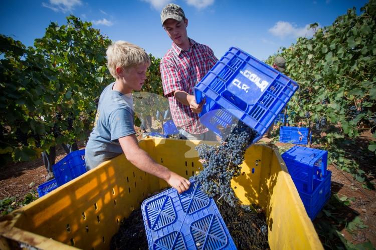 HaYovel Volunteers Harvesting Grapes in Shiloh