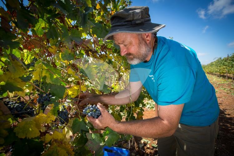 HaYovel Volunteer, Paul Docherty, Harvesting Grapes in Shiloh