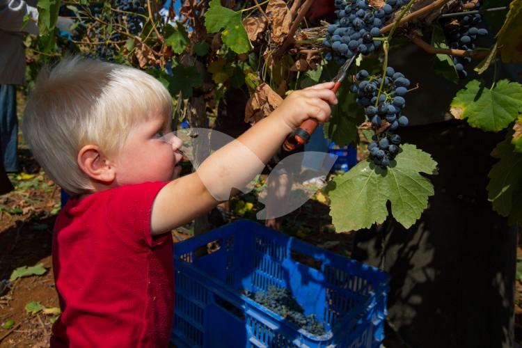 HaYovel’s Youngest Volunteer Harvesting Grapes in Shiloh