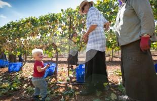HaYovel Volunteers Harvesting Grapes in Shiloh