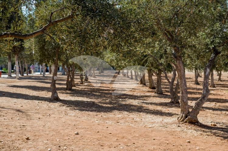 Olive trees on the Temple Mount
