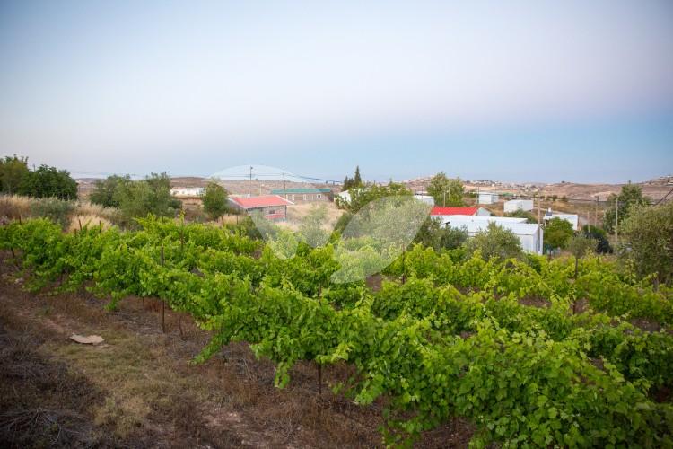 Amona Settlement. The Vineyards of Har Hatzor Winery