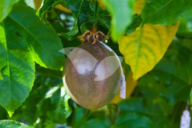Passion Fruit Garden of the Rehovot Agriculture Department of Hebrew University
