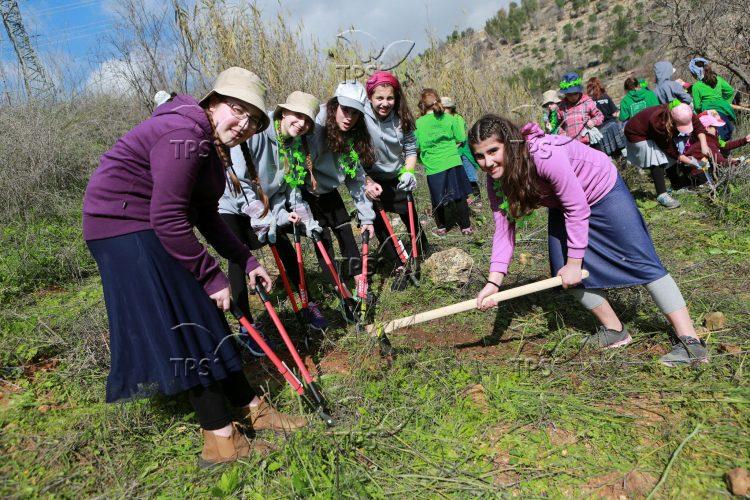 Tu bi-Shvat: Planting Trees in the Outskirts of Jerusalem