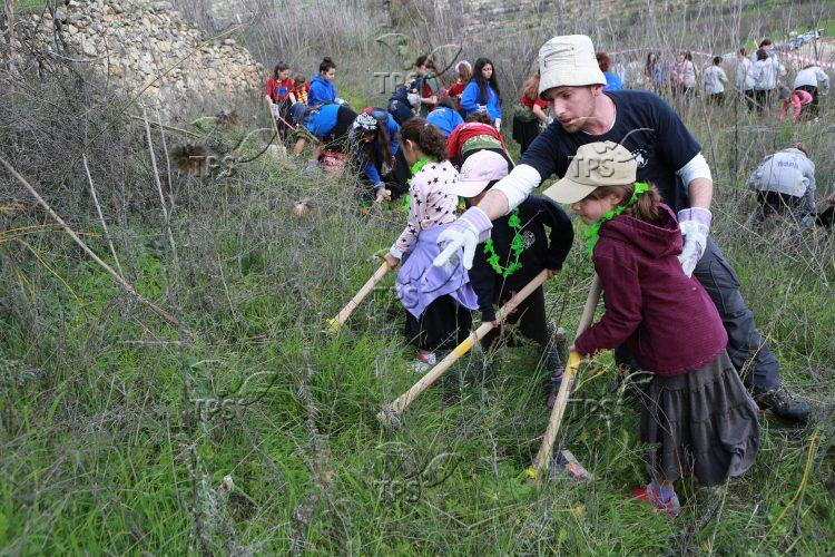 Tu bi-Shvat: Planting Trees in the Outskirts of Jerusalem