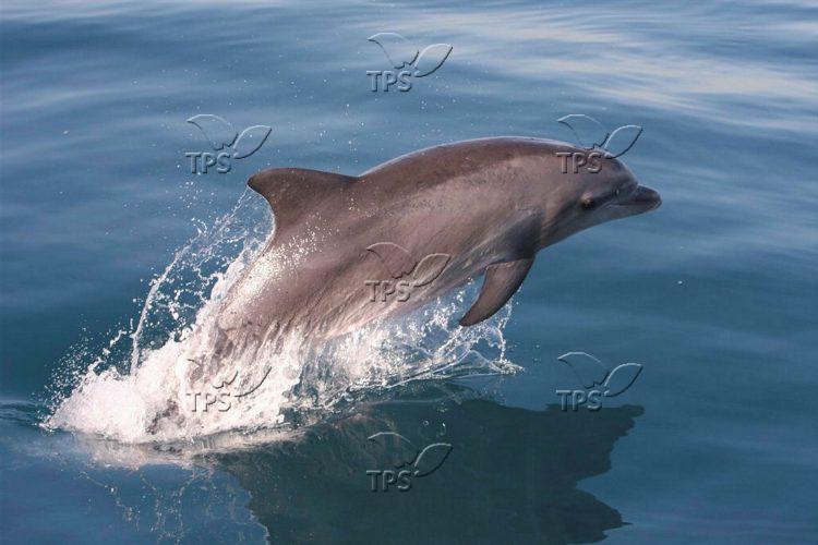 Dolphins are thriving off Israel’s southern coast