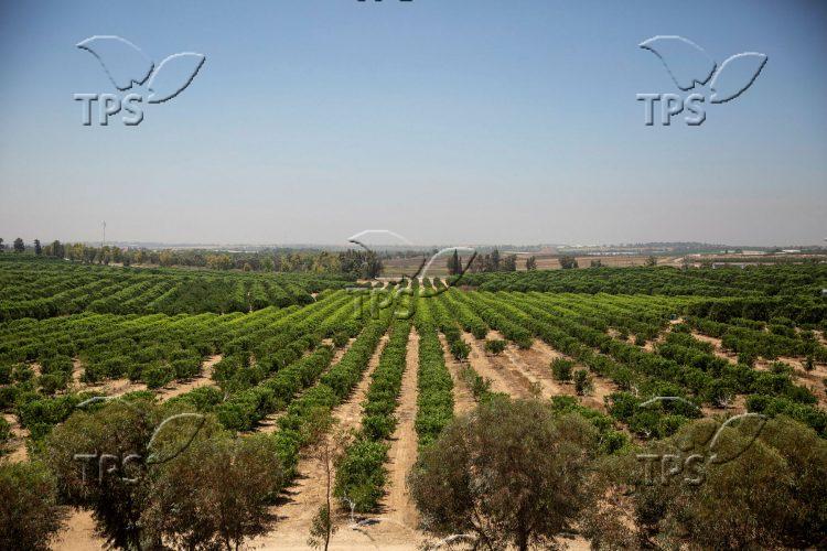 Agriculture at Gaza Envelope