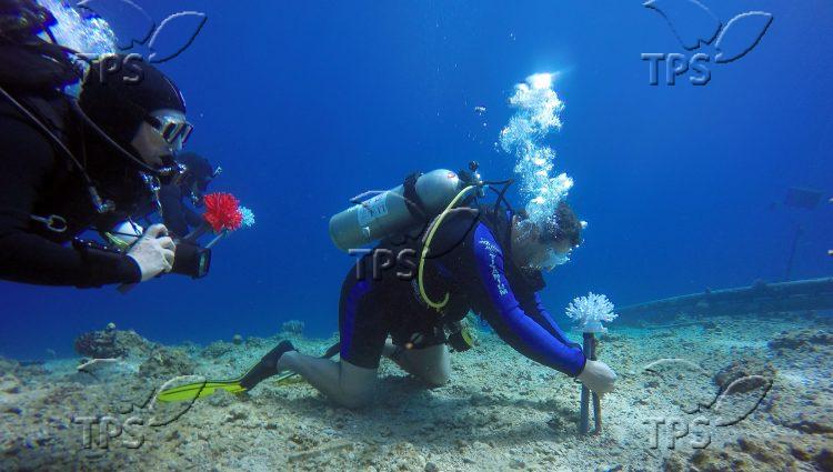 Research divers are implanting 3D printed corals in the Red Sea.