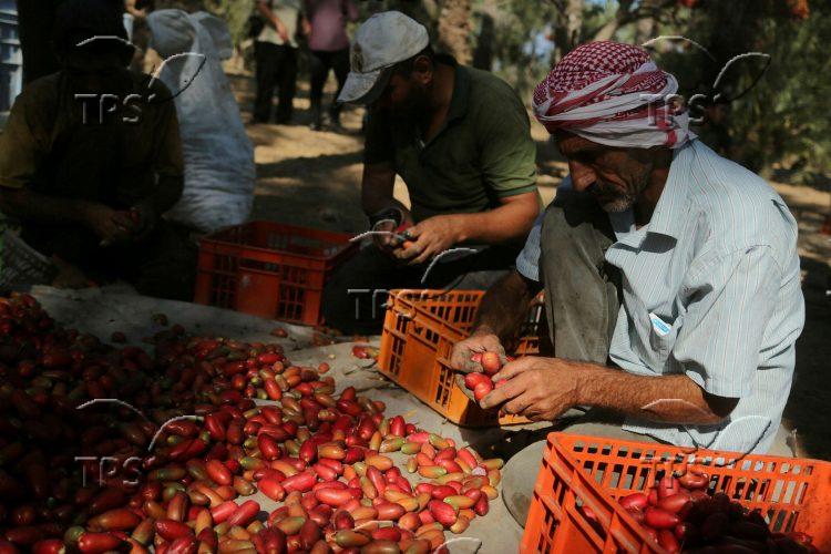 Date harvest in Gaza