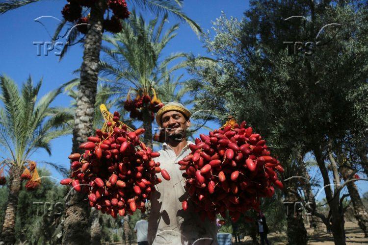 Date harvest in Gaza