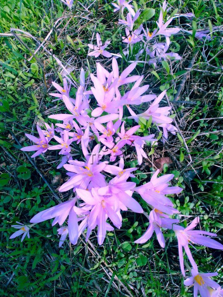 Steven’s meadow saffron – Israel wildflower