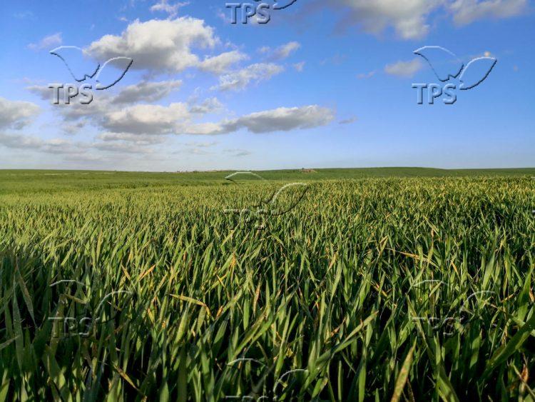 Wheat fields near Kibbutz Beeri