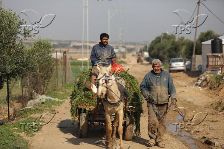 Farmers of Beit Lahiya in Gaza Strip