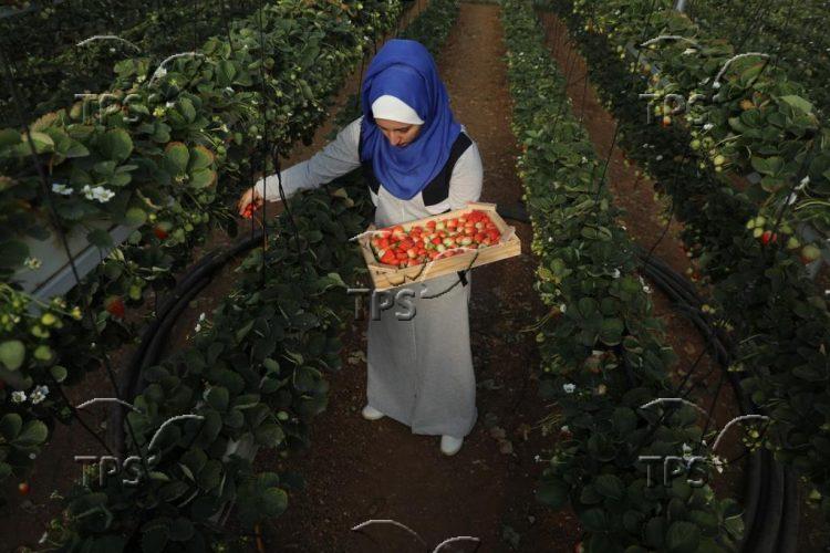 Picking strawberries in Gaza Strip
