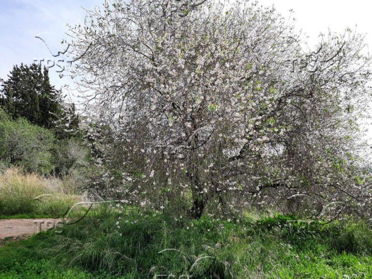Almond trees blooming in Northern Israel