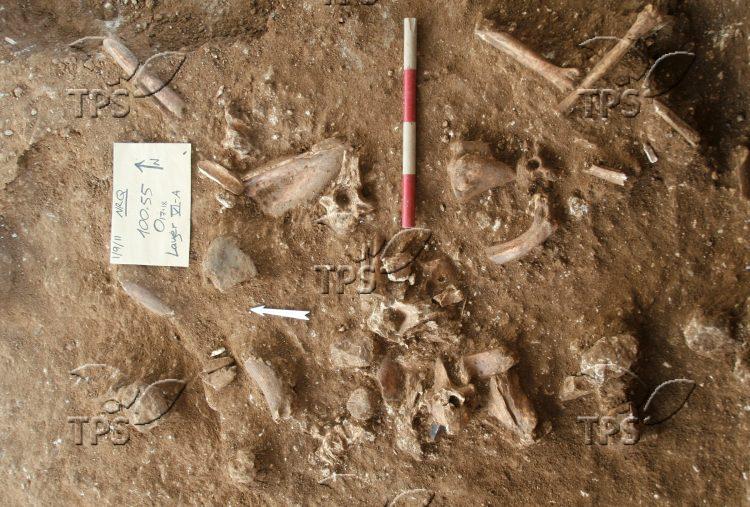 Bones and other items found at the site – Photo credit Dr Yossi Zaidner