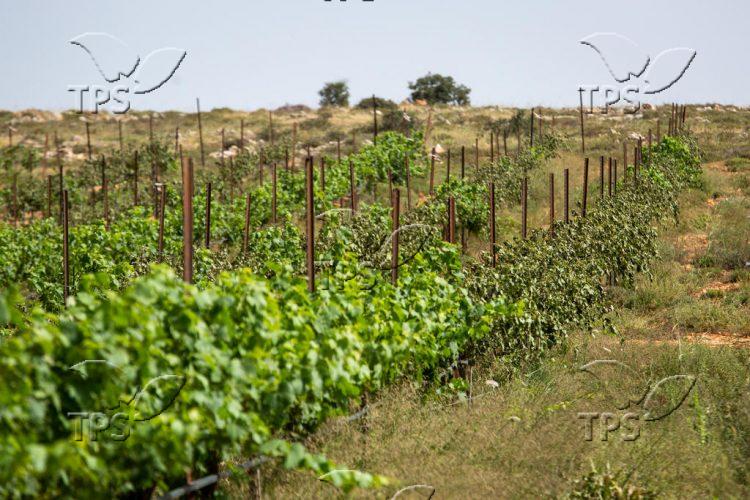 Vines vandalized at Esh Kodesh in Shiloh Valley