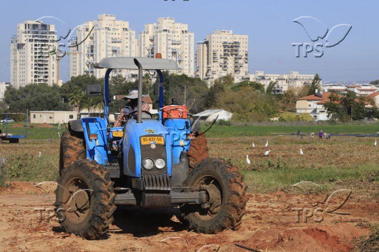 Farmers working in the fields of moshav Nehalim