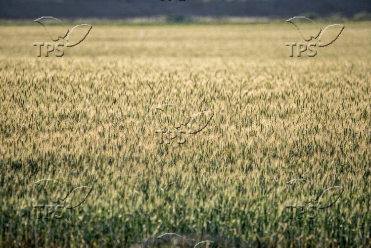 Wheat field in Kibbutz Nirim