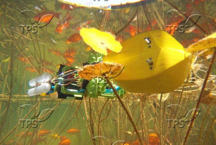 amphibious robot.