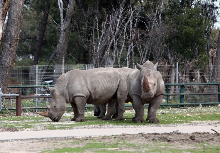 rhinoceros at Ramat Gan Safari