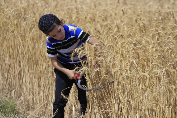 Harvesting wheat for next year’s Matzah shmurah