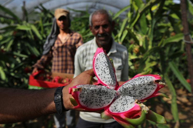 Pitahaya fruit harvesting in Gaza Strip