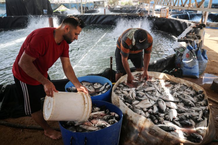 Fish farm in Gaza City
