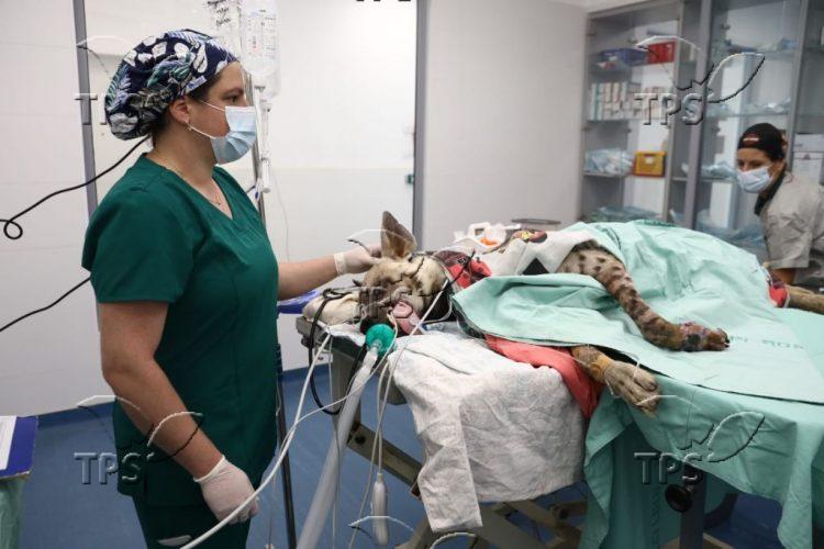 Israeli Wildlife Hospital