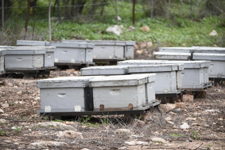 Beehives in a field in the Upper Galilee
