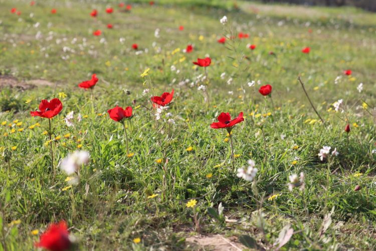 The anemones are back in bloom in Southern Israel