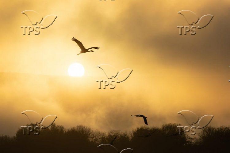 crane migration